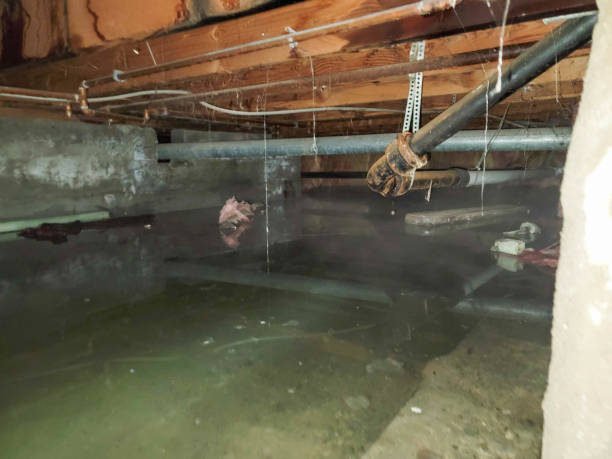 Best Flood restoration services  in Dexter, MO