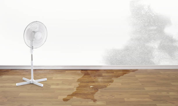 Best Mold removal after water damage  in Dexter, MO