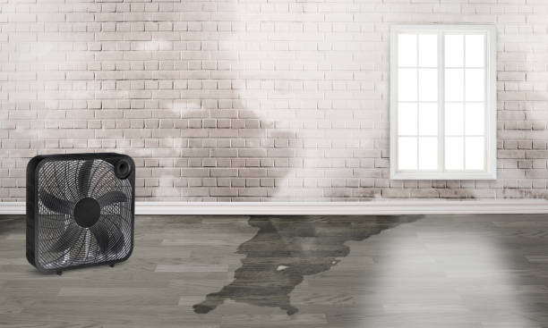 Best Local water damage restoration  in Dexter, MO