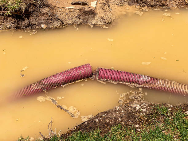 Best Basement water damage restoration  in Dexter, MO